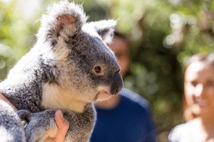 Side profile of a koala that is being held, with people in the background. Source: Destination Gold Coast
